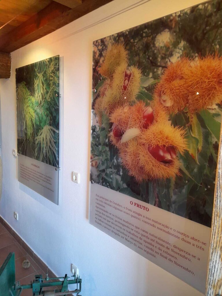 museu da castanha