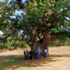 castanheiro gigante