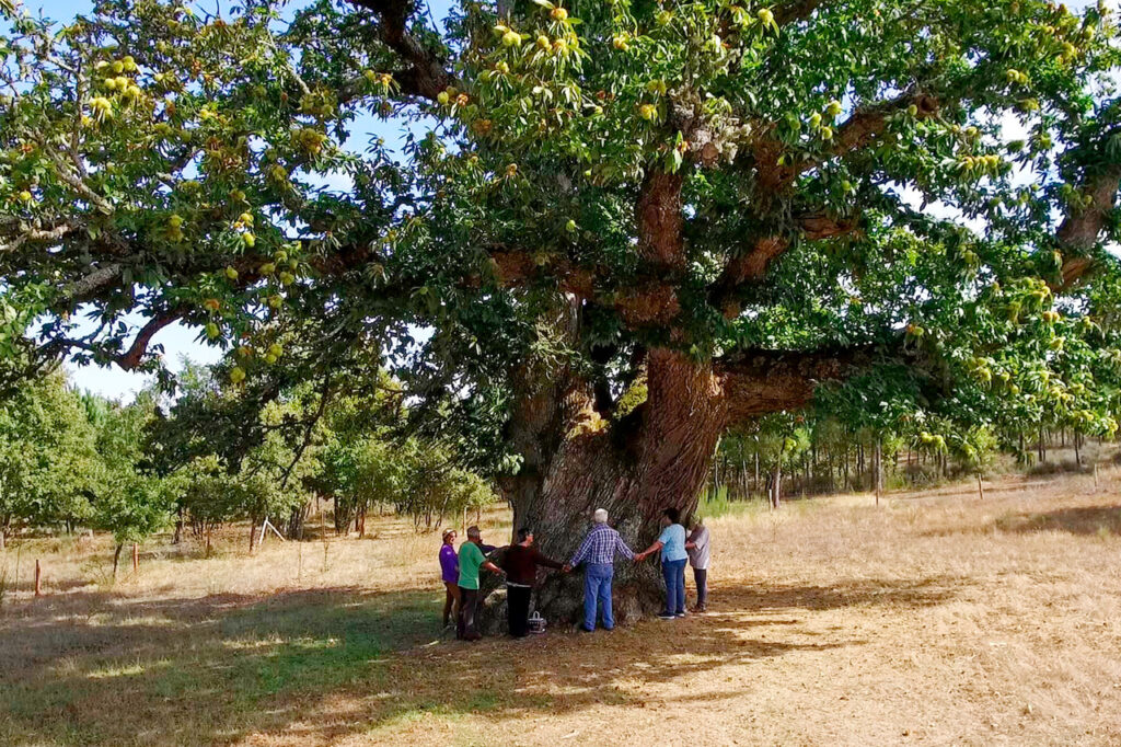 castanheiro gigante