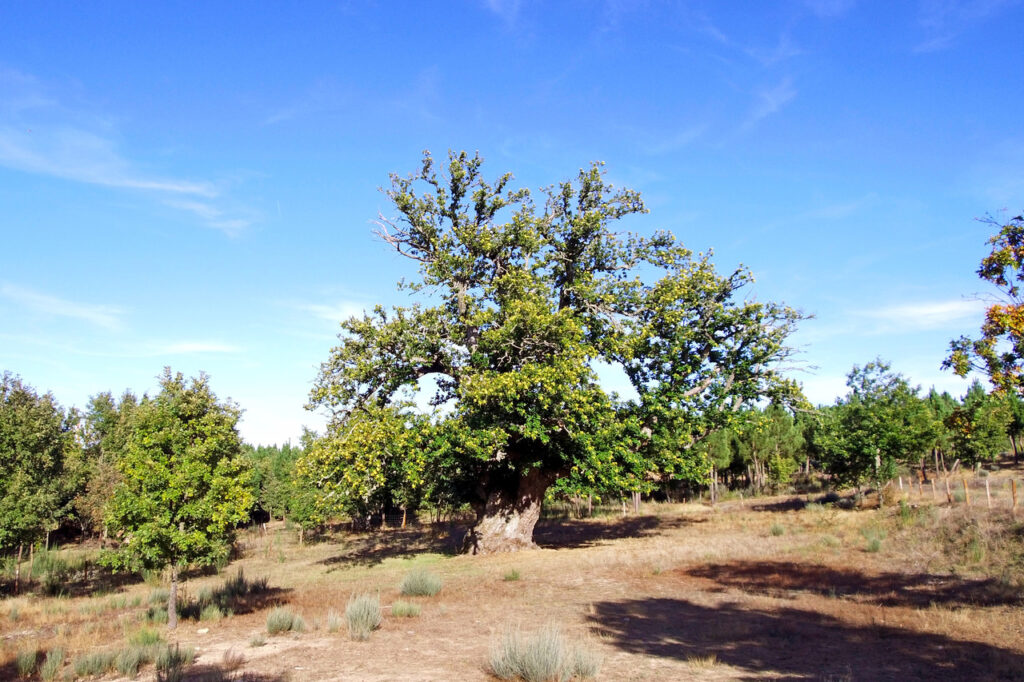 castanheiro gigante