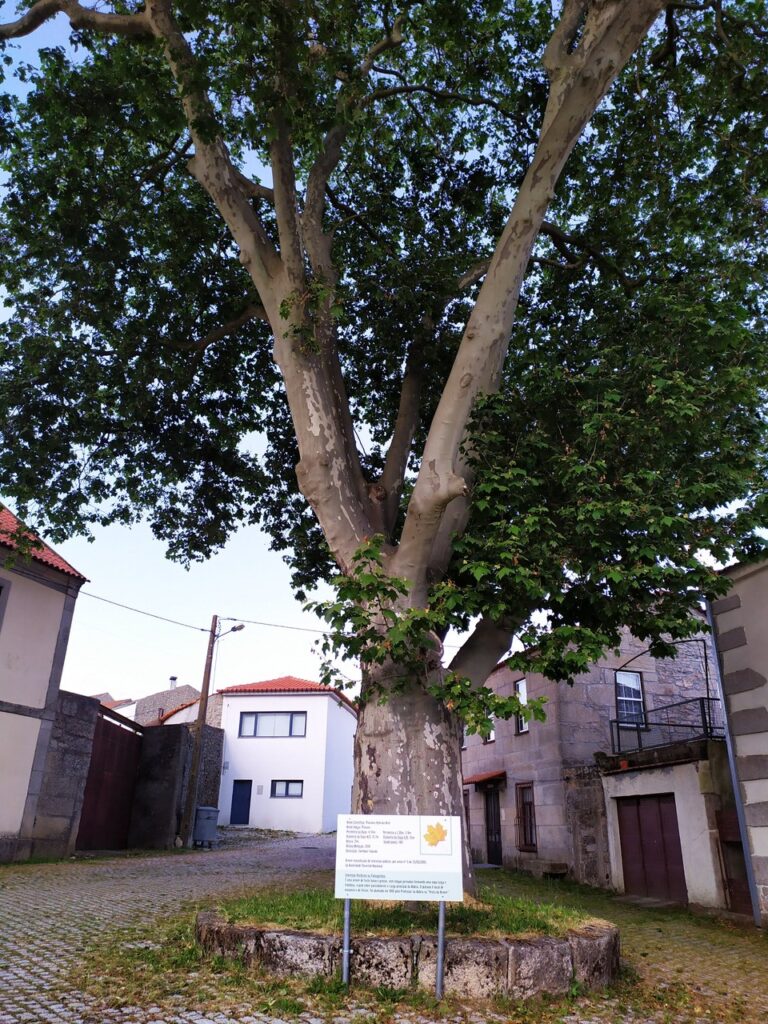 fonte: rochoso