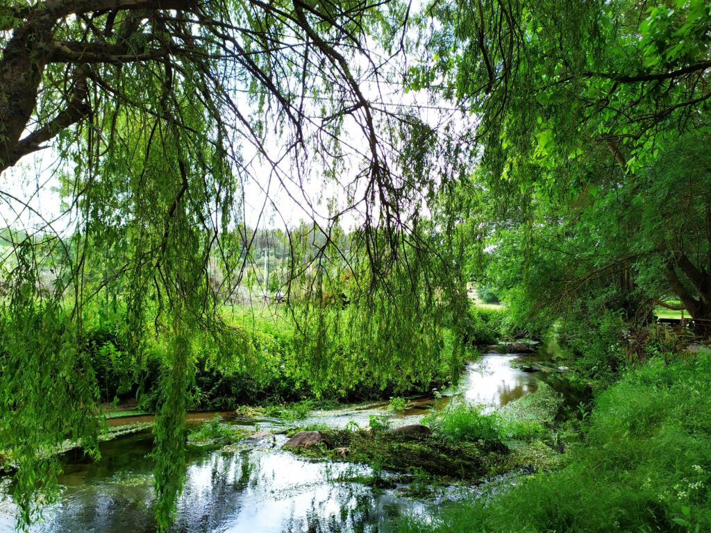 fonte: Arrifana