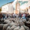 Rebanho com cerca de 1000 ovelhas na Festa da Transumância, em Fernão Joanes