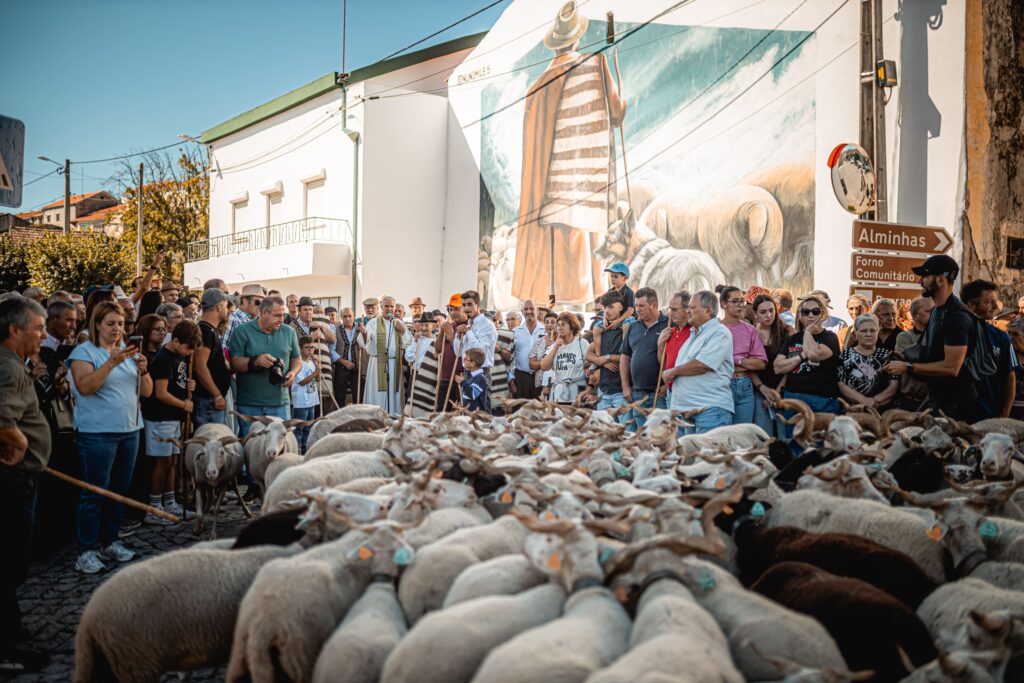 Rebanho com cerca de 1000 ovelhas na Festa da Transumância, em Fernão Joanes